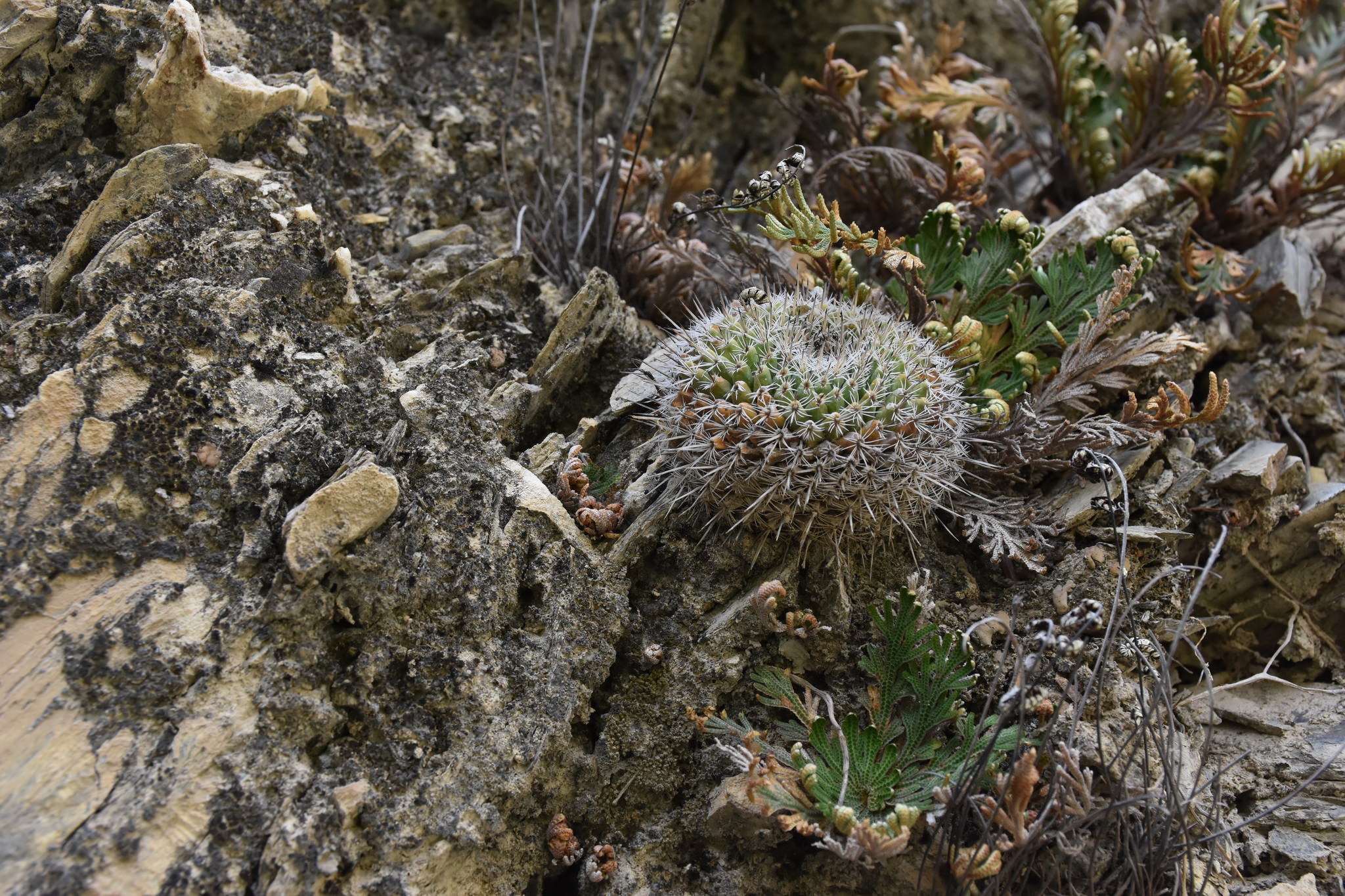 Mammillaria geminispina